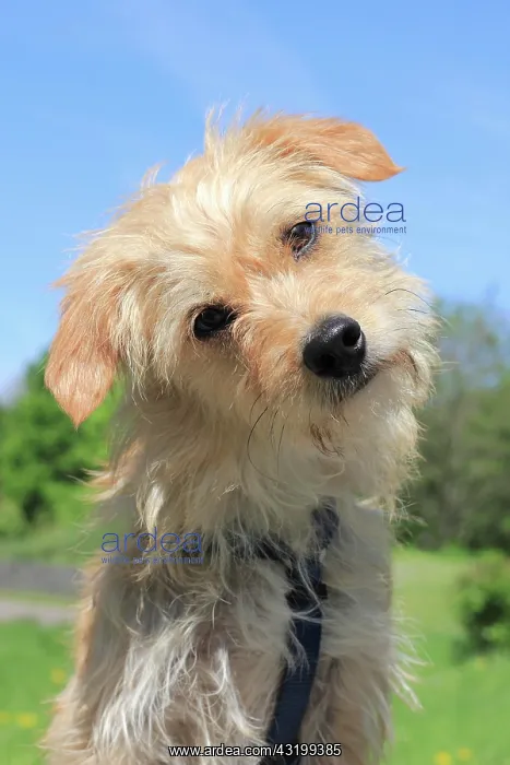 : Terrier Dachshund crossbreed, male dog, 1 year old : Terrier Dachshund crossbreed, male dog, 1 year old