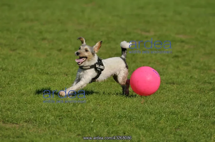 : Terrier eager to play with his pink coloured ball : Terrier eager to play with his pink coloured ball