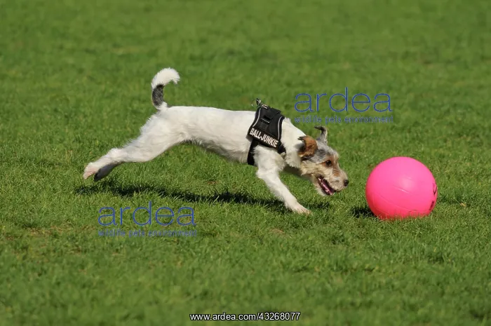 : Terrier sprinting after his pink ball : Terrier sprinting after his pink ball
