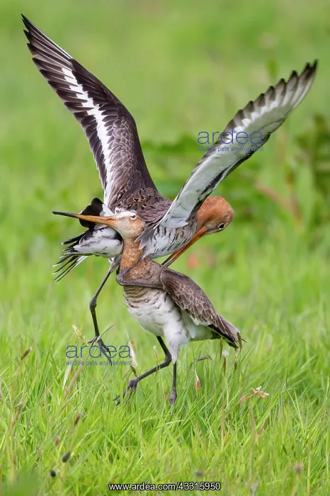 : Territory fight, black-tailed godwit (limosa limosa) : Territory fight, black-tailed godwit (limosa limosa)