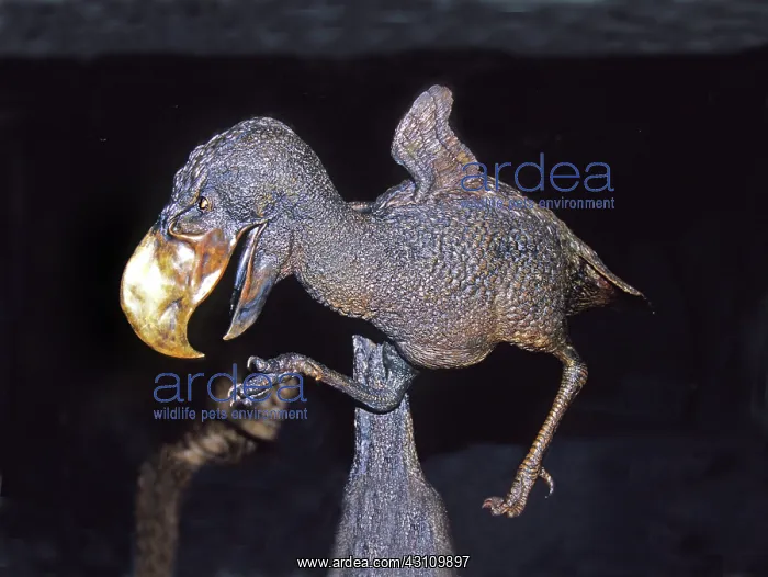 : Terror Bird Reconstruction : Terror Bird Reconstruction