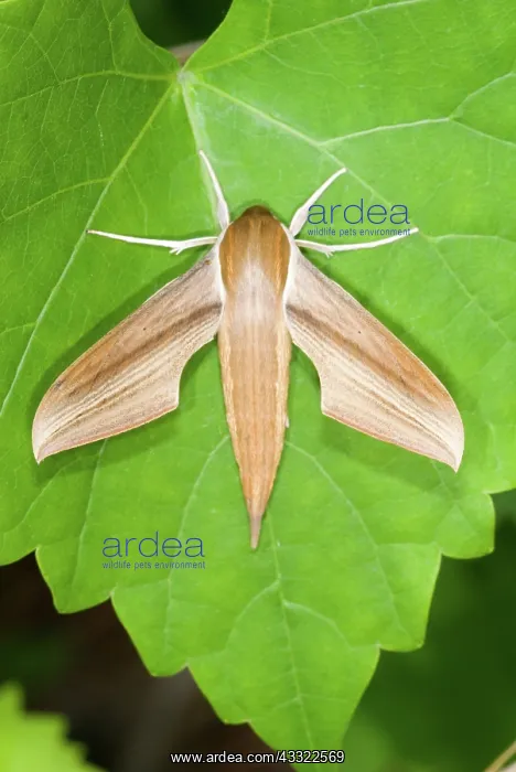 : Tersa Sphinx Moth (Xylophanes tersa) : Tersa Sphinx Moth (Xylophanes tersa)