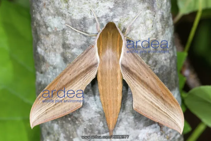 : Tersa Sphinx Moth (Xylophanes tersa) : Tersa Sphinx Moth (Xylophanes tersa)