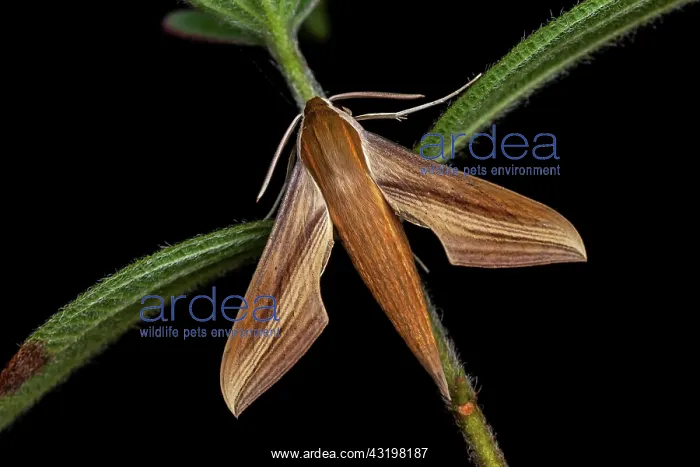 : Tersa Sphinx (Xylophanes tersa) on a stem, Montagne : Tersa Sphinx (Xylophanes tersa) on a stem, Montagne