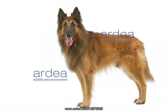: Tervueren / Belgian Shepherd Dog / Belgian Tervueren : Tervueren / Belgian Shepherd Dog / Belgian Tervueren
