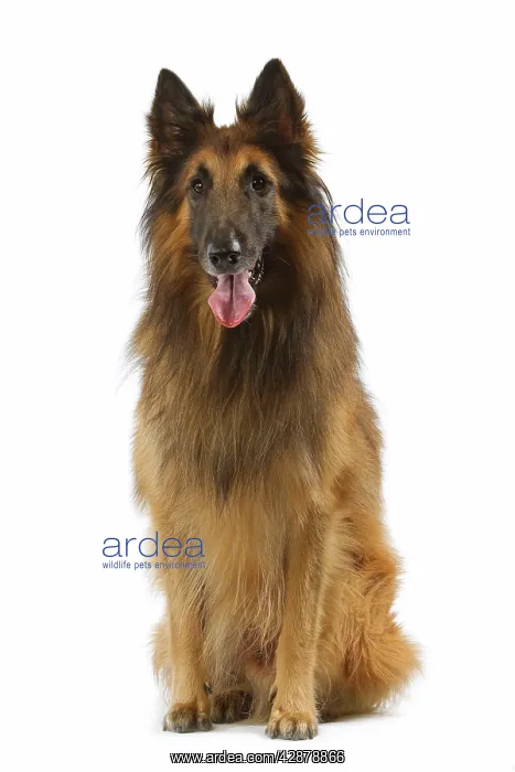 : Tervueren / Belgian Shepherd Dog / Belgian Tervueren : Tervueren / Belgian Shepherd Dog / Belgian Tervueren