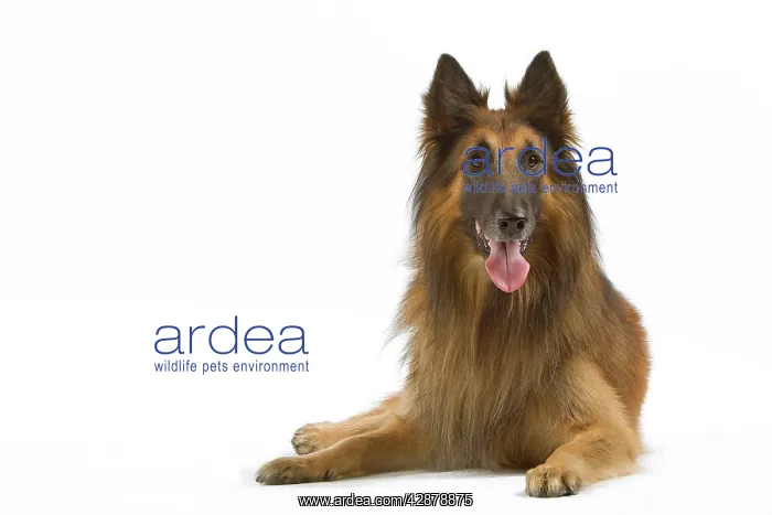 : Tervueren / Belgian Shepherd Dog / Belgian Tervueren : Tervueren / Belgian Shepherd Dog / Belgian Tervueren