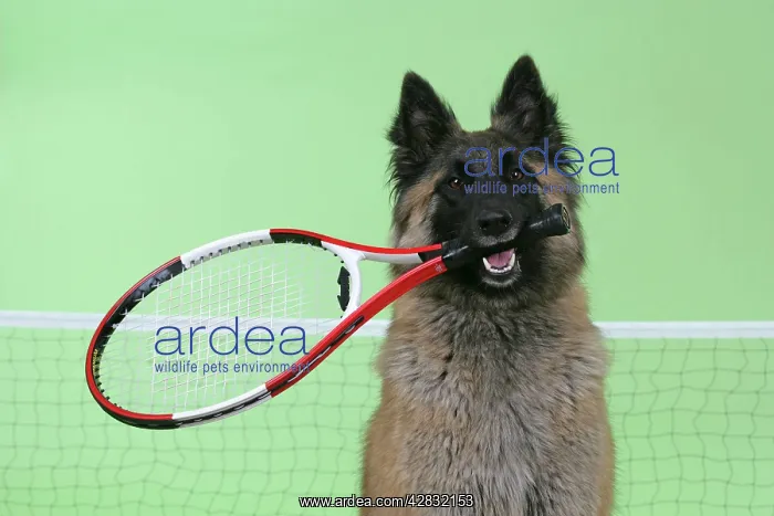 : Tervuren / Belgian Shepherd Dog - holding tennis racket : Tervuren / Belgian Shepherd Dog - holding tennis racket