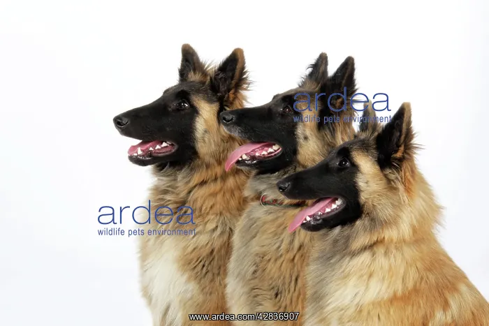  : Tervuren Dog ( Belgian shepherd ) - three in studio