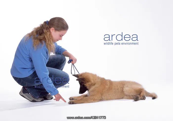  : Tervuren puppy DOG training - Lie Down