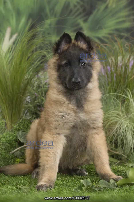 : Tervuren (Tervueren) dog puppy : Tervuren (Tervueren) dog puppy