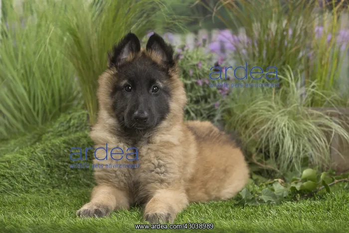 : Tervuren (Tervueren) dog puppy : Tervuren (Tervueren) dog puppy