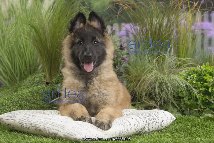 : Tervuren (Tervueren) dog puppy : Tervuren (Tervueren) dog puppy