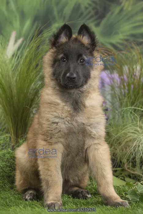 : Tervuren (Tervueren) dog puppy : Tervuren (Tervueren) dog puppy