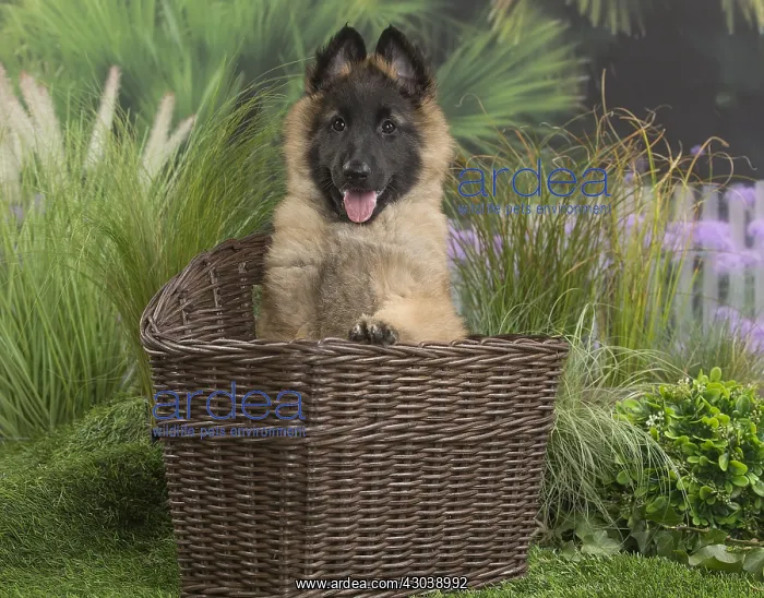  : Tervuren (Tervueren) dog puppy in basket