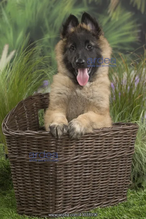  : Tervuren (Tervueren) dog puppy in basket