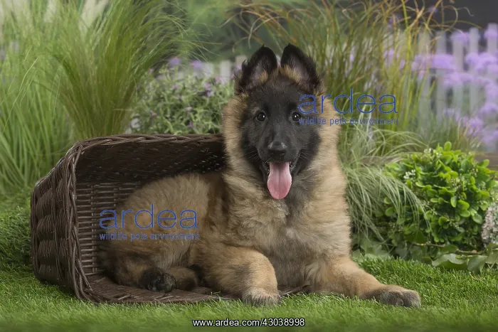  : Tervuren (Tervueren) dog puppy in basket