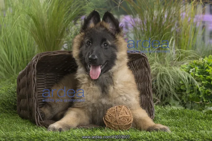  : Tervuren (Tervueren) dog puppy in basket