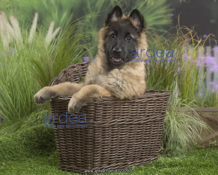  : Tervuren (Tervueren) dog puppy in basket