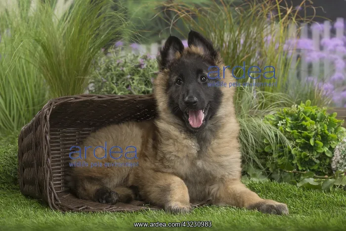  : Tervuren (Tervueren) dog puppy in basket