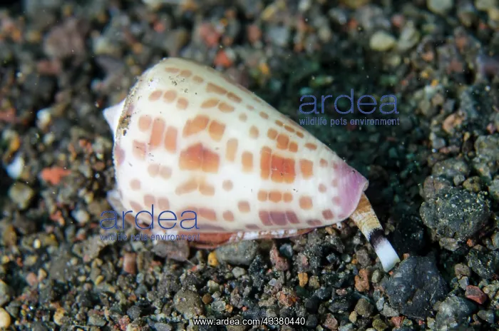 : Tesselate Cone Shell : Tesselate Cone Shell