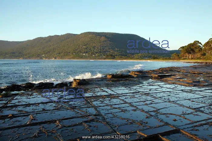 : Tessellated Pavement, Eaglehawk Neck, Tasman : Tessellated Pavement, Eaglehawk Neck, Tasman