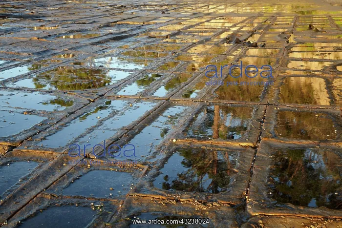 : Tessellated Pavement, Eaglehawk Neck, Tasman : Tessellated Pavement, Eaglehawk Neck, Tasman
