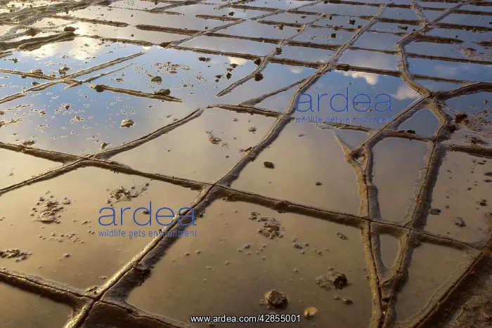 : Tessellated Pavement - detail of the magnificent : Tessellated Pavement - detail of the magnificent