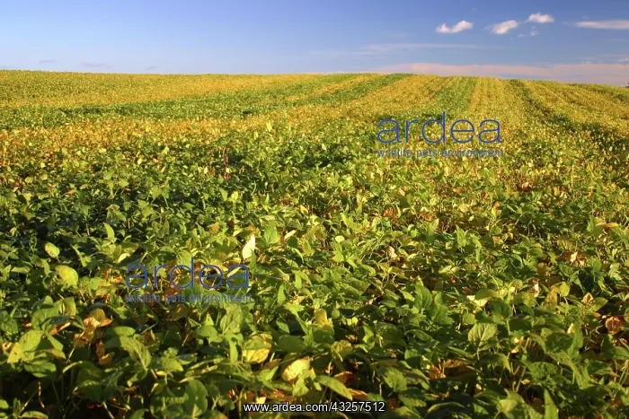 : Test Plots of Soybeans, Iowa : Test Plots of Soybeans, Iowa