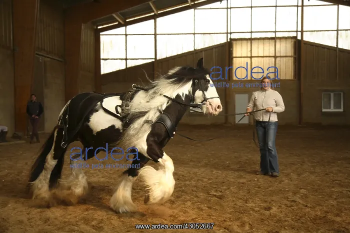 : Tether training of an Irish cob horse in a manege France : Tether training of an Irish cob horse in a manege France