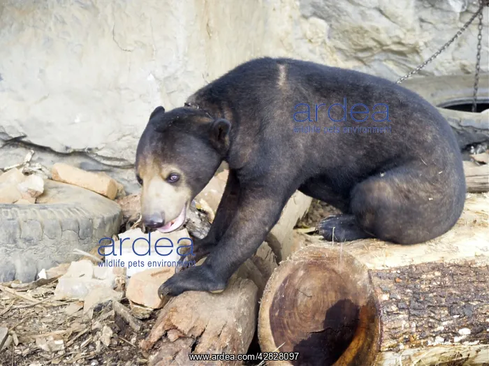 : Tethered Malayan Sun Bear : Tethered Malayan Sun Bear