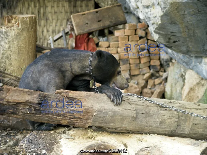 : Tethered Malayan Sun Bear : Tethered Malayan Sun Bear