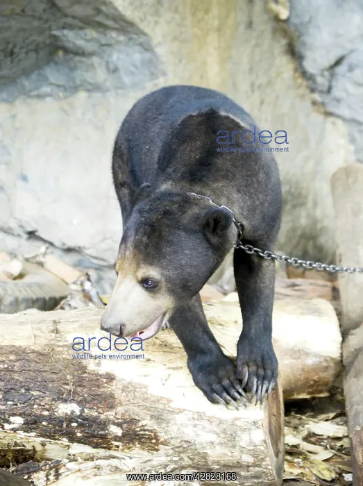  : Tethered Malayan Sun Bear