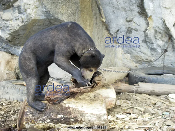 : Tethered Malayan Sun Bear : Tethered Malayan Sun Bear