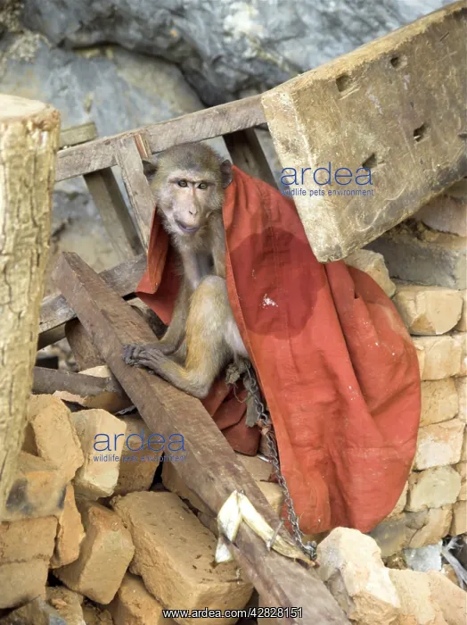 : Tethered Rhesus Macaque : Tethered Rhesus Macaque