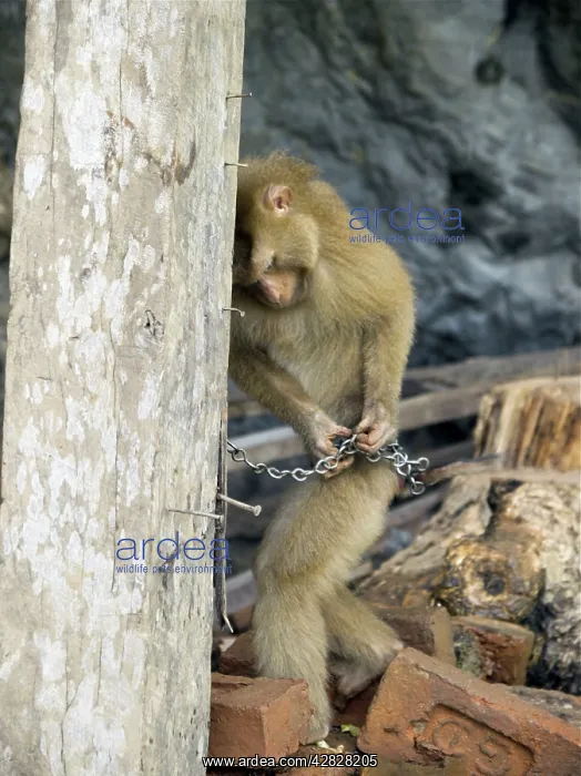 : Tethered Rhesus Macaque : Tethered Rhesus Macaque
