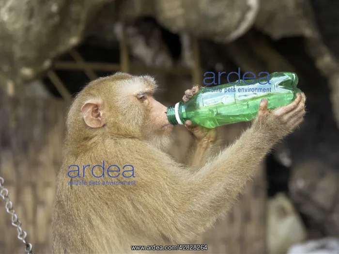 : Tethered Rhesus Macaque drinking water from bottle : Tethered Rhesus Macaque drinking water from bottle