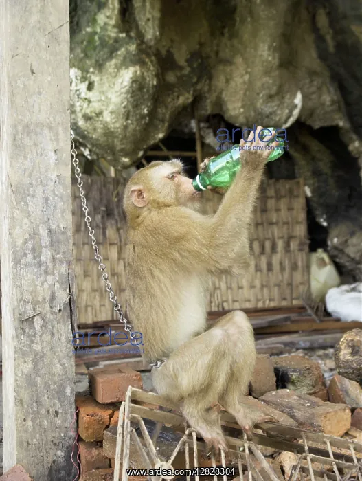 : Tethered Rhesus Macaque drinking water from bottle : Tethered Rhesus Macaque drinking water from bottle