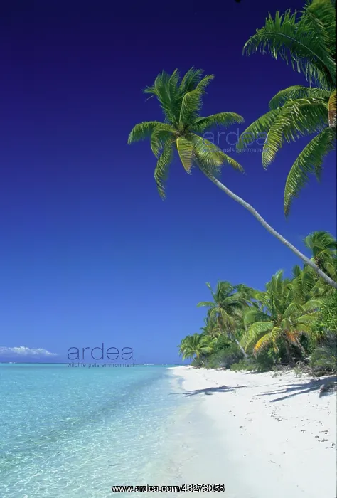 : Tetiaroa French Polynesia : Tetiaroa French Polynesia