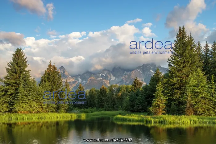 : Teton mountains reflect in Schwabacher Landing : Teton mountains reflect in Schwabacher Landing