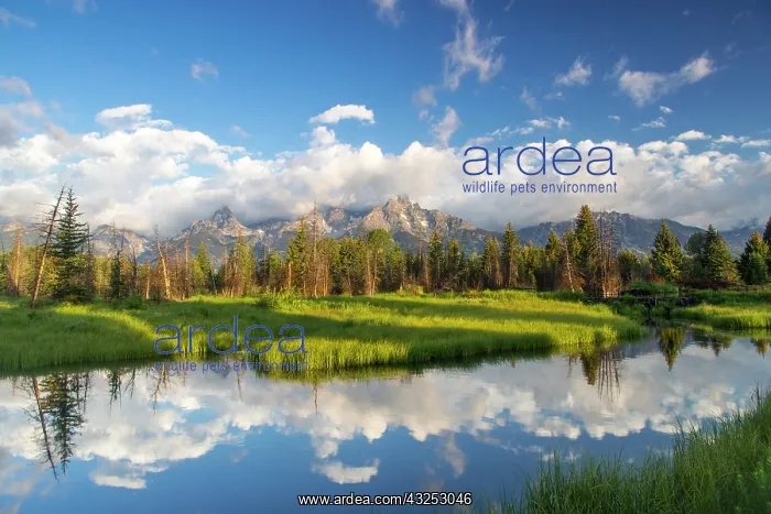 : Teton mountains reflect in Schwabacher Landing : Teton mountains reflect in Schwabacher Landing