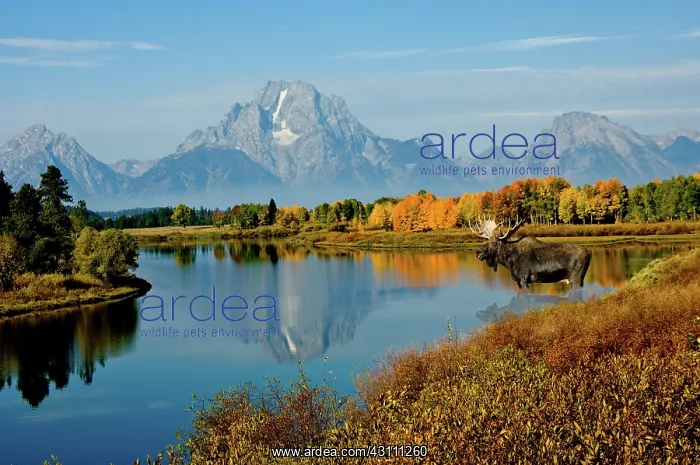 : Tetons with Moose : Tetons with Moose
