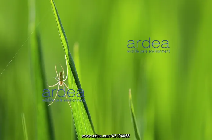 : Tetragnatha spider (Tetragnatha sp) - Bourgogne : Tetragnatha spider (Tetragnatha sp) - Bourgogne