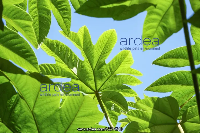  : Tetrapanax leaves, Norfolk UK