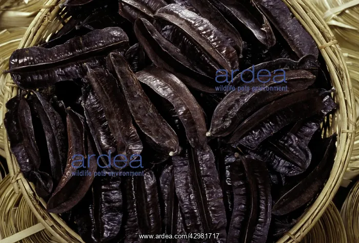 : Tetrapleurum - Fruits - Exotic products for floral : Tetrapleurum - Fruits - Exotic products for floral