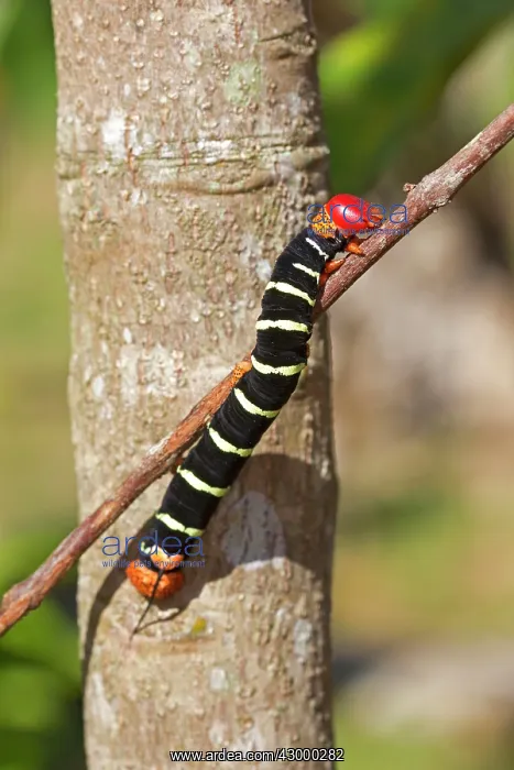 : Tetrio Sphinx Giant Gray Sphinx Frangipani Hornworm : Tetrio Sphinx Giant Gray Sphinx Frangipani Hornworm