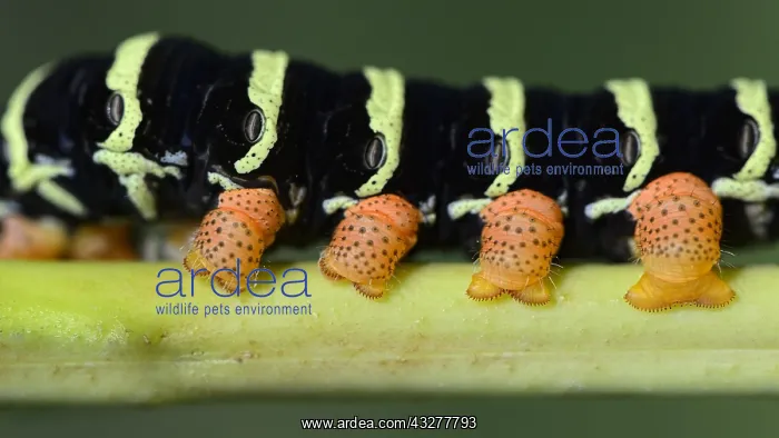 : Tetrio Sphinx Moth (Pseudosphinx tetrio), Corozal : Tetrio Sphinx Moth (Pseudosphinx tetrio), Corozal