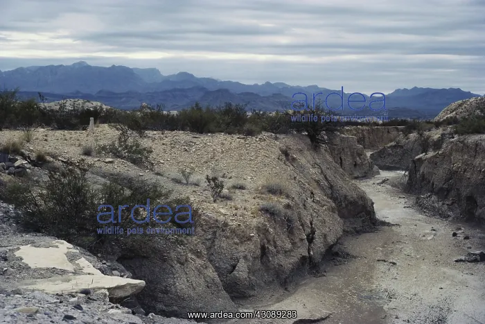 : Texas Arroyo : Texas Arroyo