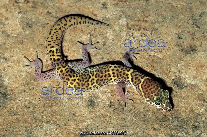 : Texas Banded Gecko : Texas Banded Gecko