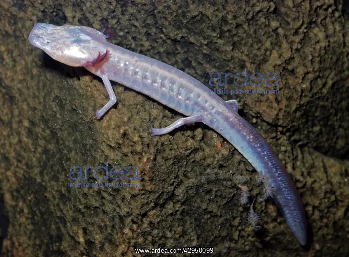 : Texas Blind Cave Salamander : Texas Blind Cave Salamander
